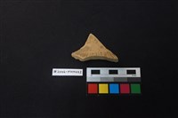 陶片藏品圖，第2張