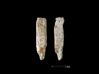 錛鑿形器藏品圖，第1張