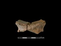 陶缽藏品圖，第1張