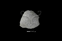 石片器藏品圖，第2張