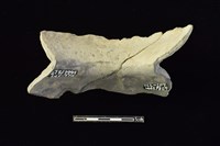 陶片藏品圖，第2張