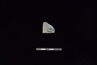 陶片藏品圖，第2張