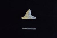 陶蓋鈕藏品圖，第1張