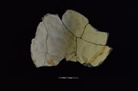 陶片藏品圖，第2張