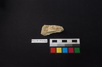 陶片藏品圖，第2張