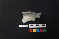 陶片藏品圖，第1張