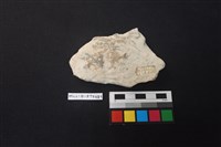 陶片藏品圖，第2張