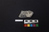 陶片藏品圖，第2張