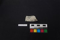 陶片藏品圖，第2張