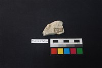 陶片藏品圖，第2張