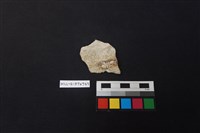 陶片藏品圖，第2張