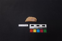 陶片藏品圖，第2張