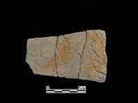 陶片藏品圖，第1張