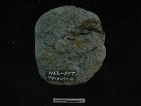 陶鈕藏品圖，第2張