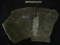 陶片藏品圖，第2張