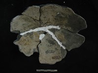 陶蓋藏品圖，第2張