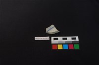 瓷片藏品圖，第2張