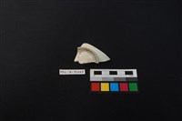 瓷片藏品圖，第3張