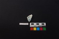 瓷片藏品圖，第1張