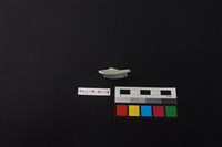 瓷片藏品圖，第2張