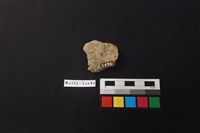 陶片藏品圖，第2張