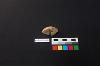 陶片藏品圖，第4張