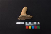 陶蓋藏品圖，第3張