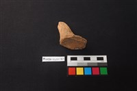 陶片藏品圖，第2張