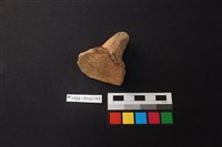 陶片藏品圖，第3張