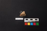 陶片藏品圖，第2張