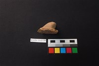 陶片藏品圖，第2張