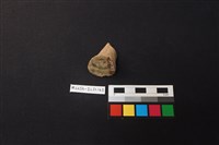 陶片藏品圖，第3張