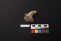 陶片藏品圖，第3張