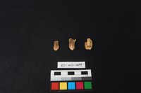 鹿牙藏品圖，第2張