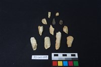 獸骨藏品圖，第2張