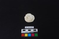 貝刮器藏品圖，第2張