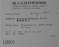 擬側膜兜衣藏品圖，第2張