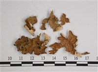 擬側膜兜衣藏品圖，第1張