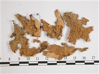 擬側膜兜衣藏品圖，第1張