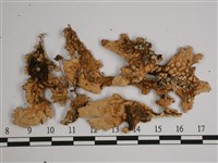 擬側膜兜衣藏品圖，第3張