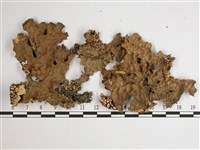 擬側膜兜衣藏品圖，第1張