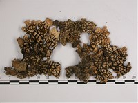 擬側膜兜衣藏品圖，第3張