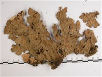 中國兜衣藏品圖，第1張