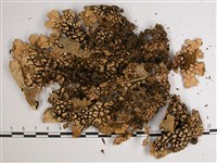 中國兜衣藏品圖，第3張