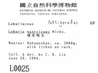 橡皮兜衣藏品圖，第2張