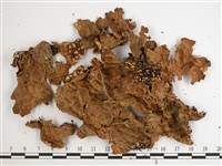 橡皮兜衣藏品圖，第1張