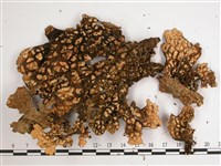 橡皮兜衣藏品圖，第3張