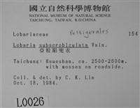 亞粒陷兜衣藏品圖，第2張