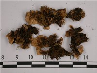 亞粒陷兜衣藏品圖，第3張