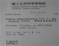 略無色亞粒陷兜衣藏品圖，第2張